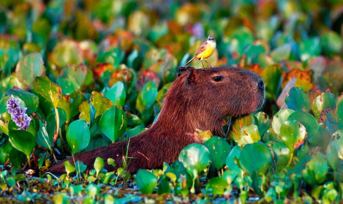 Капибара капибара капибара