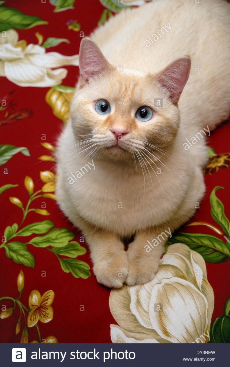 Сиамская кошка ред Пойнт