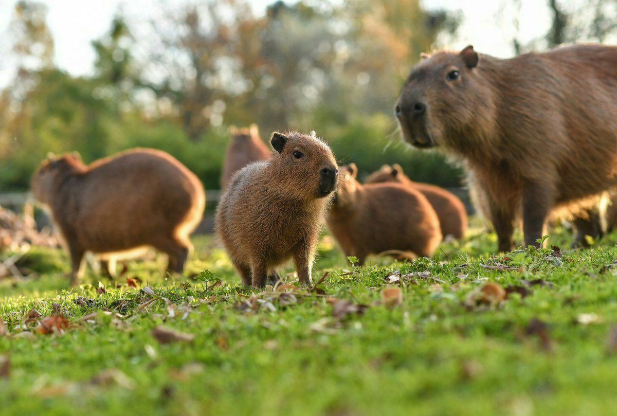 Капибара сельвы