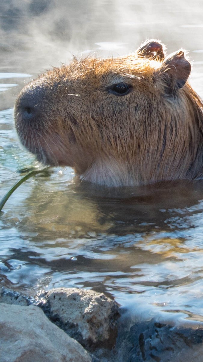 Капибара капибара капибара капибара