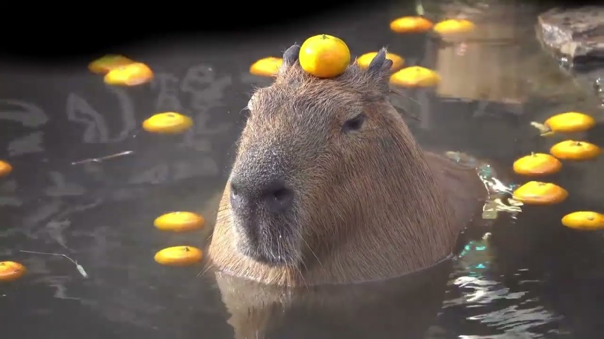 Капибара гигачад