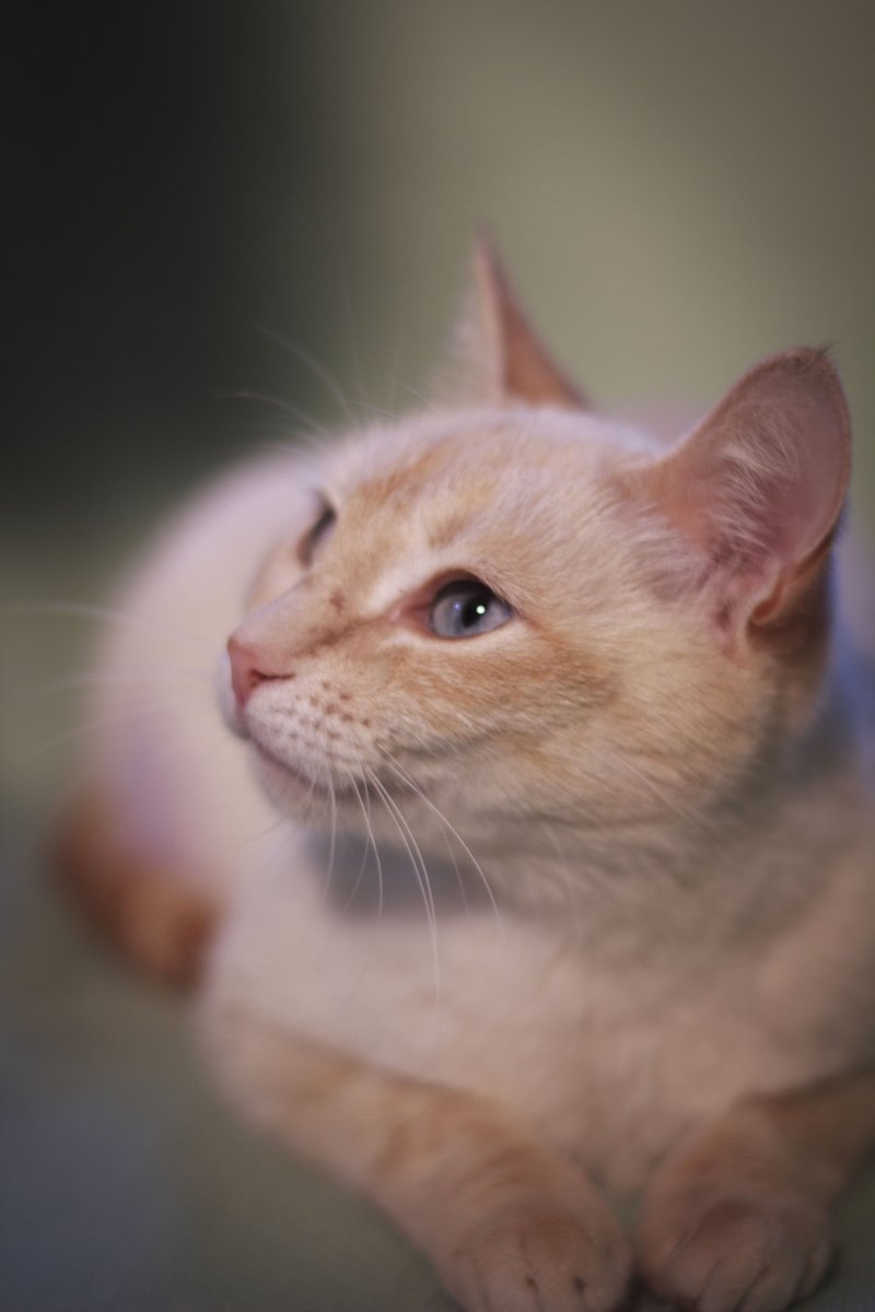 Тайский кот ред поинт