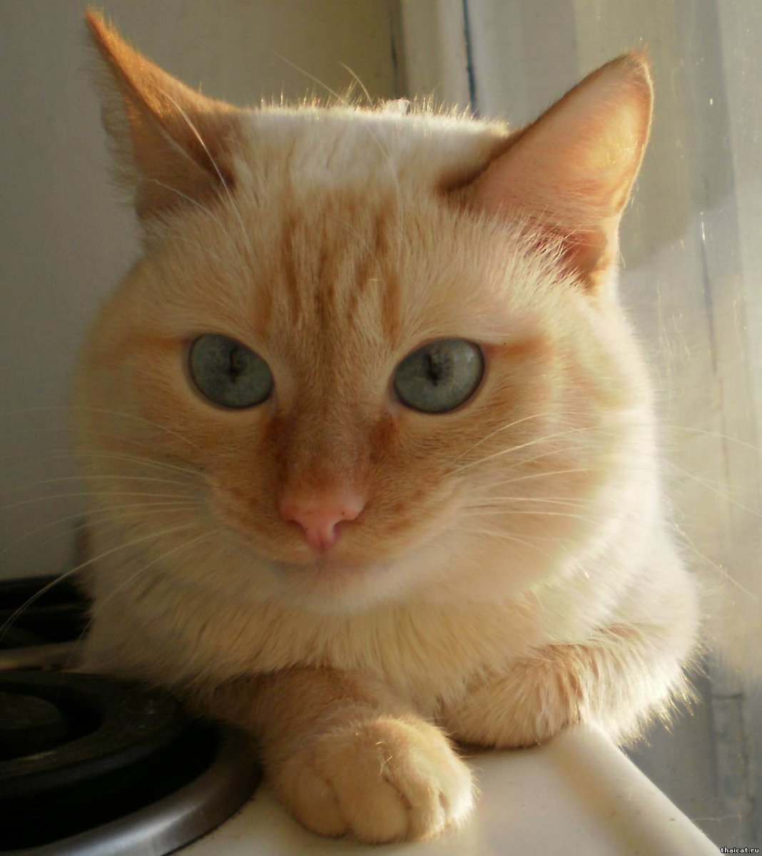 Тайский кот ред Пойнт