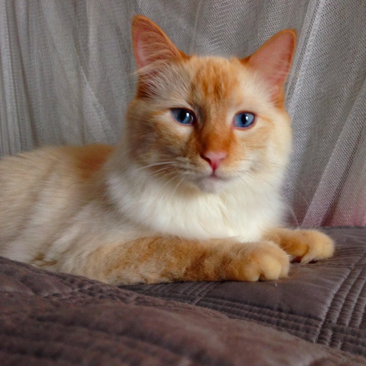 Ред Пойнт кот с голубыми глазами тайский