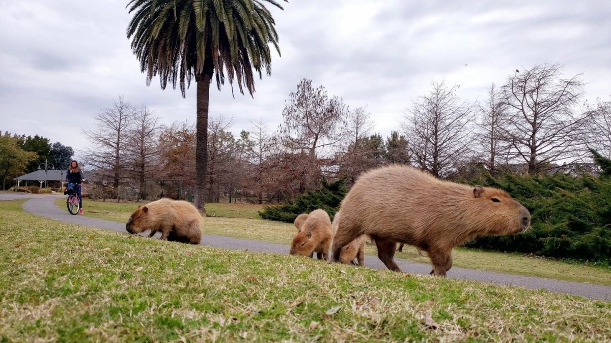 Южноамериканская капибара