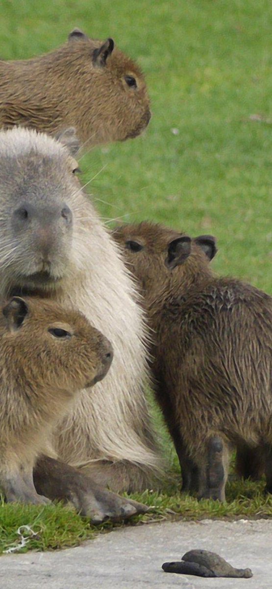 Капибара самое дружелюбное животное