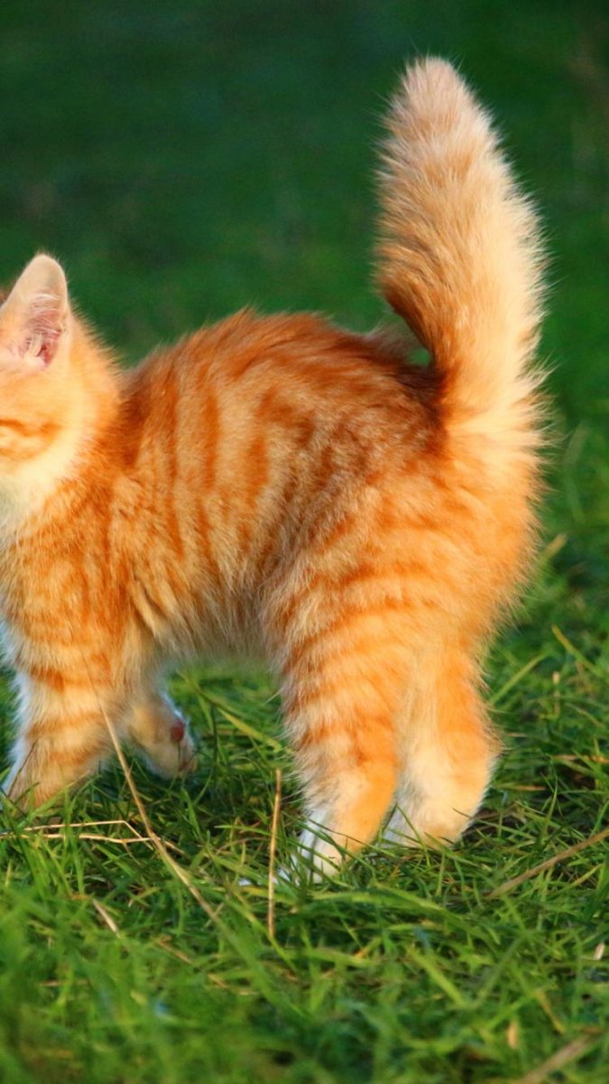 Ярко рыжий котенок