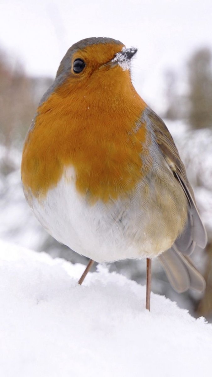 Птицы Сибири Зарянка