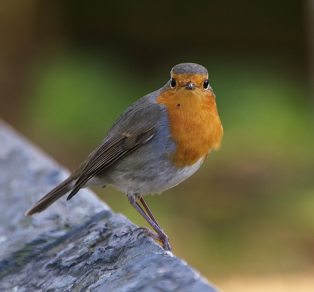 Зарянка горихвостка Приморье