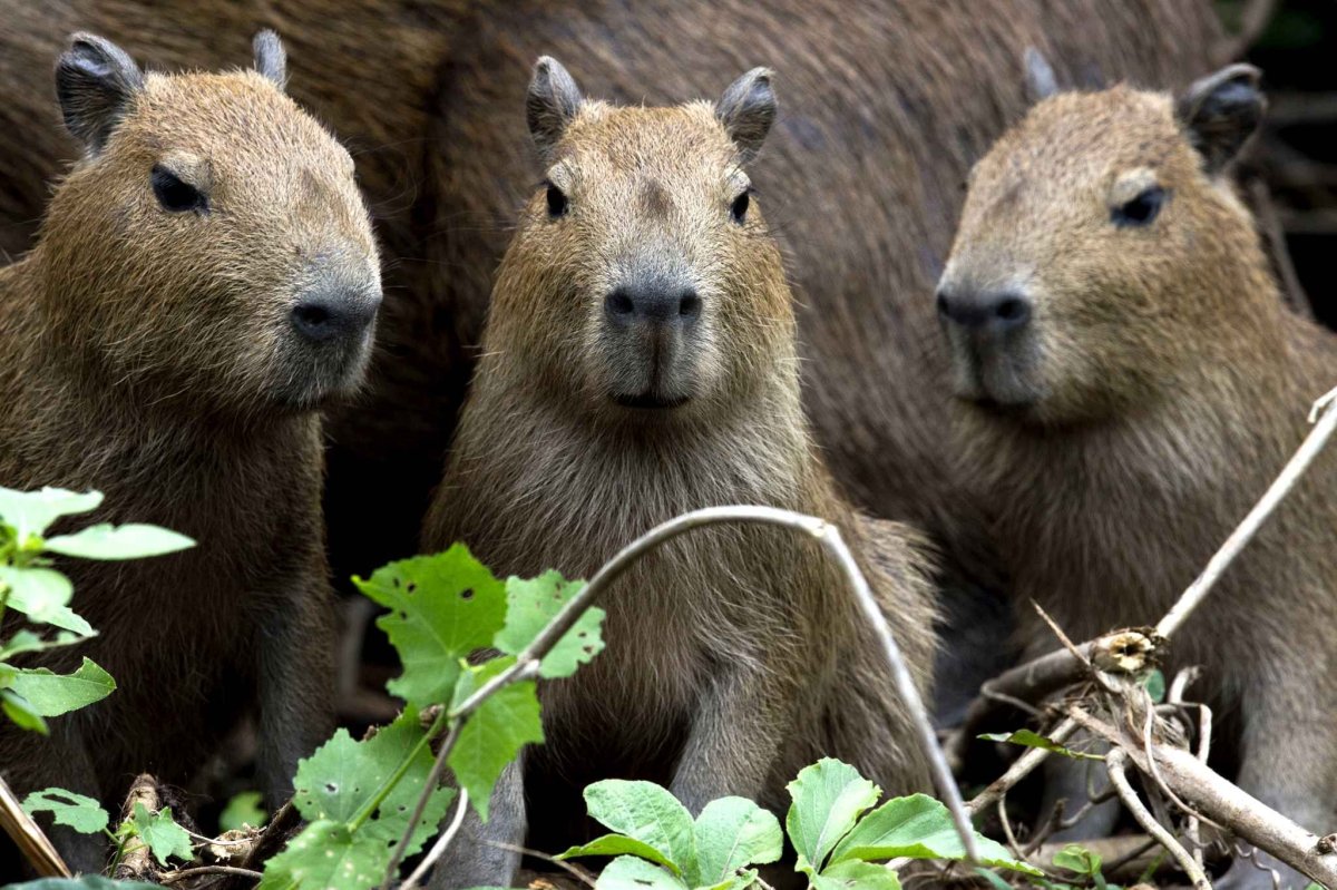 Отряд капибар