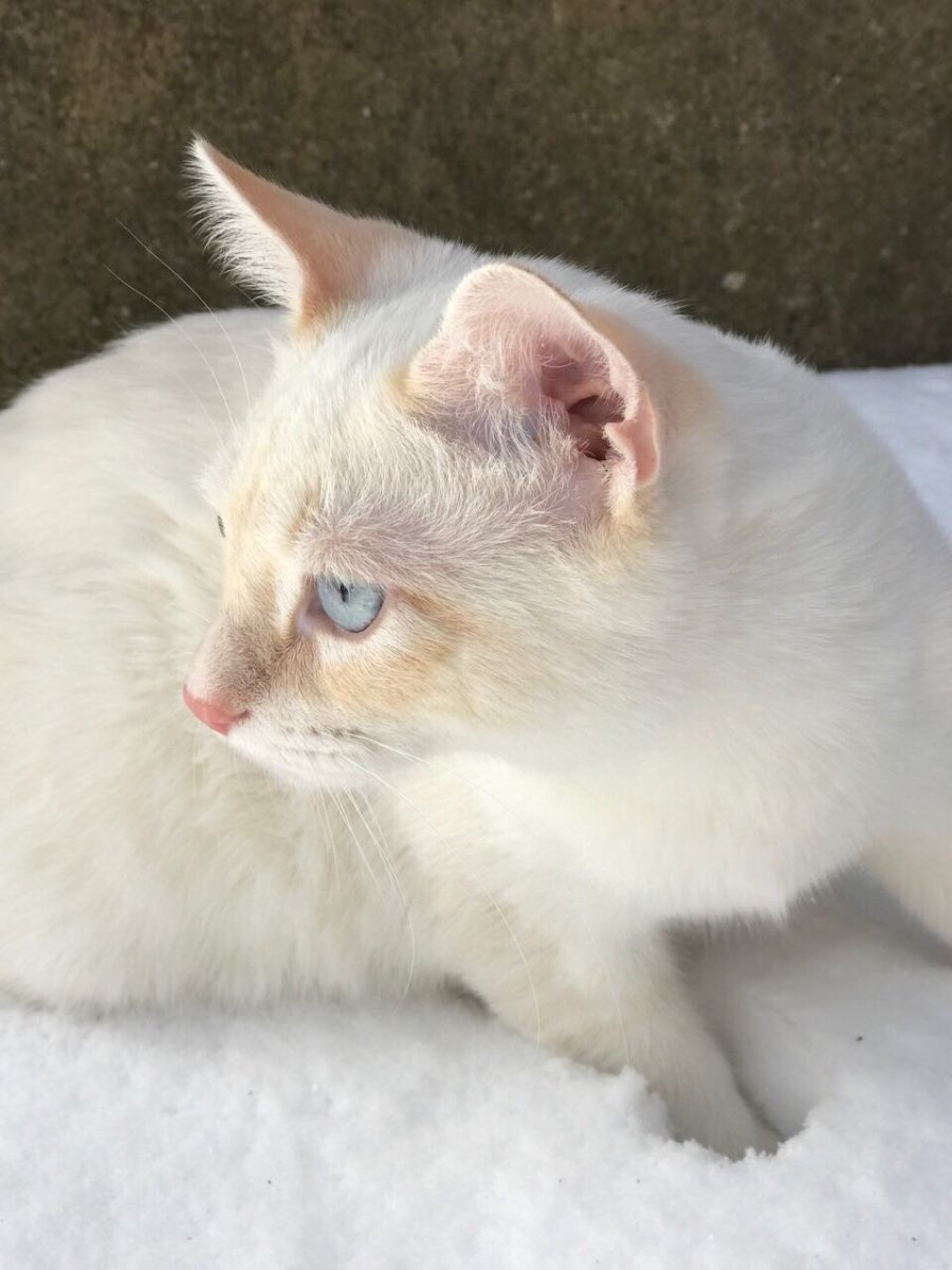 Райская кошка Ре поинт