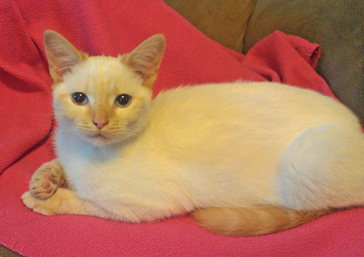 Тайский Сиам кот бело рыжий