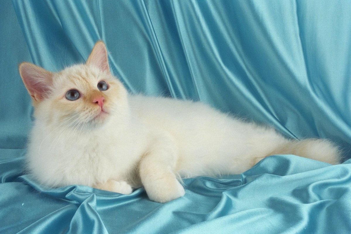 Тайский кот ред Пойнт