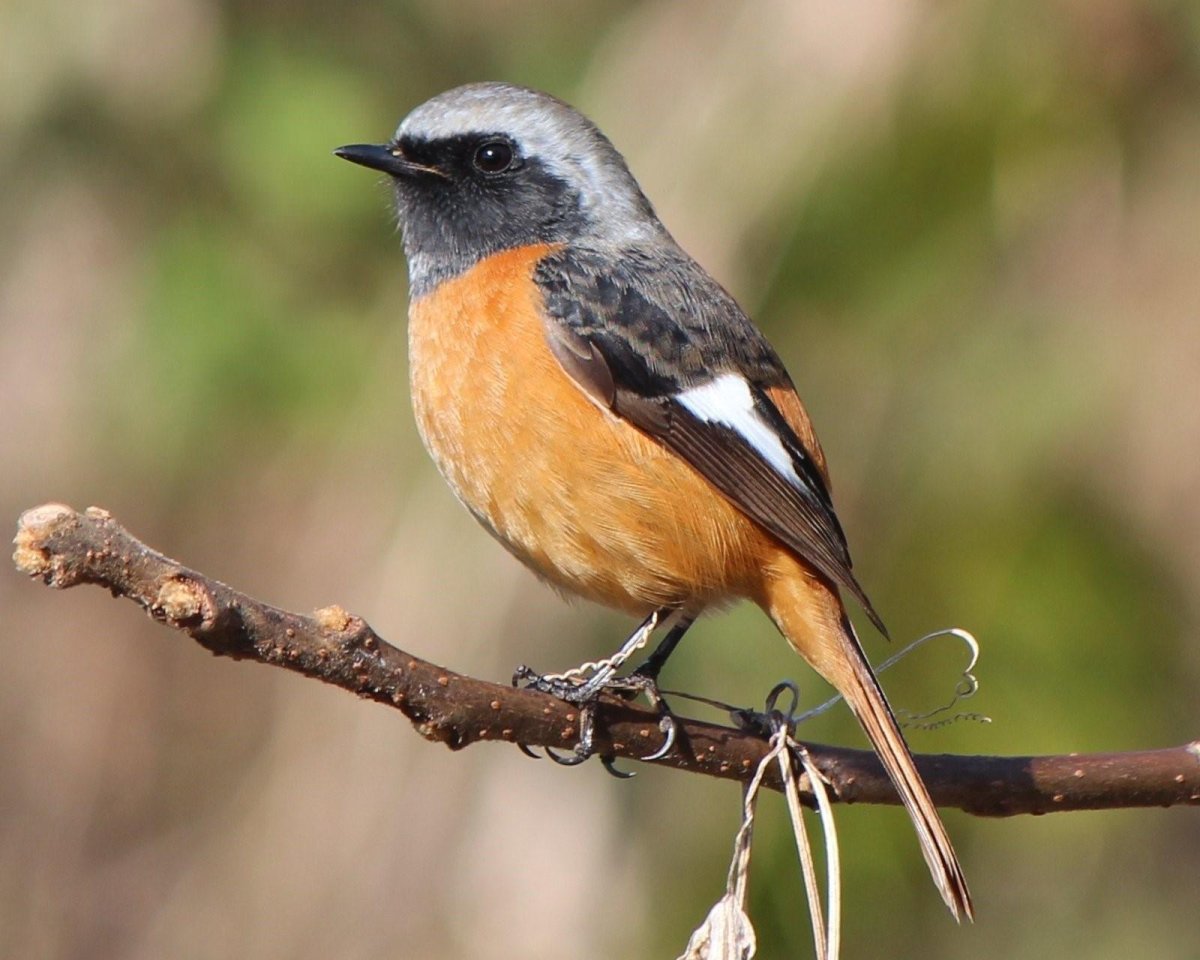 Обыкновенная горихвостка лысушка