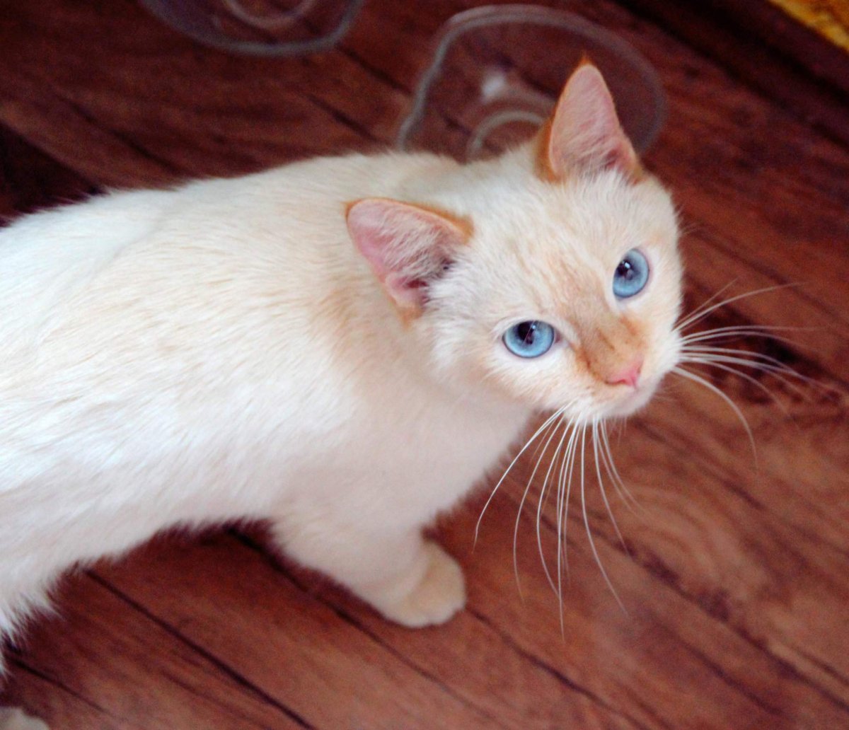 Тайская кошка ред Пойнт котенок