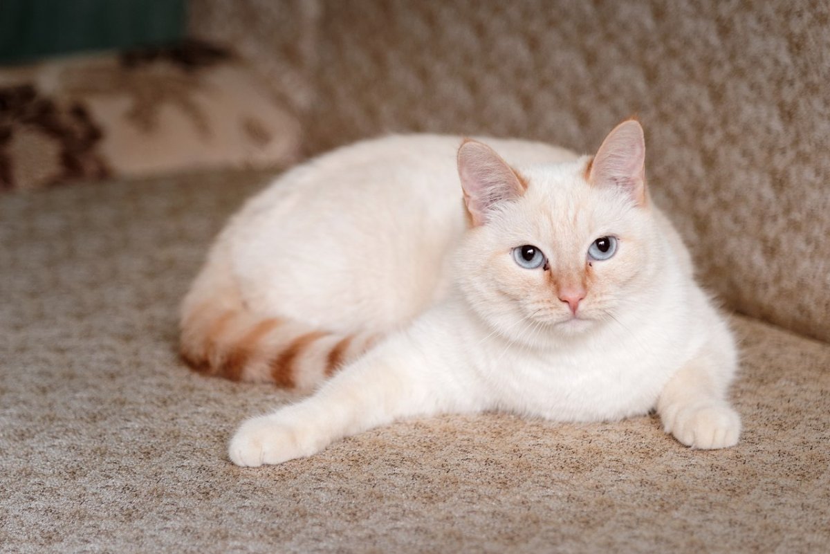 Тайская кошка крем Пойнт