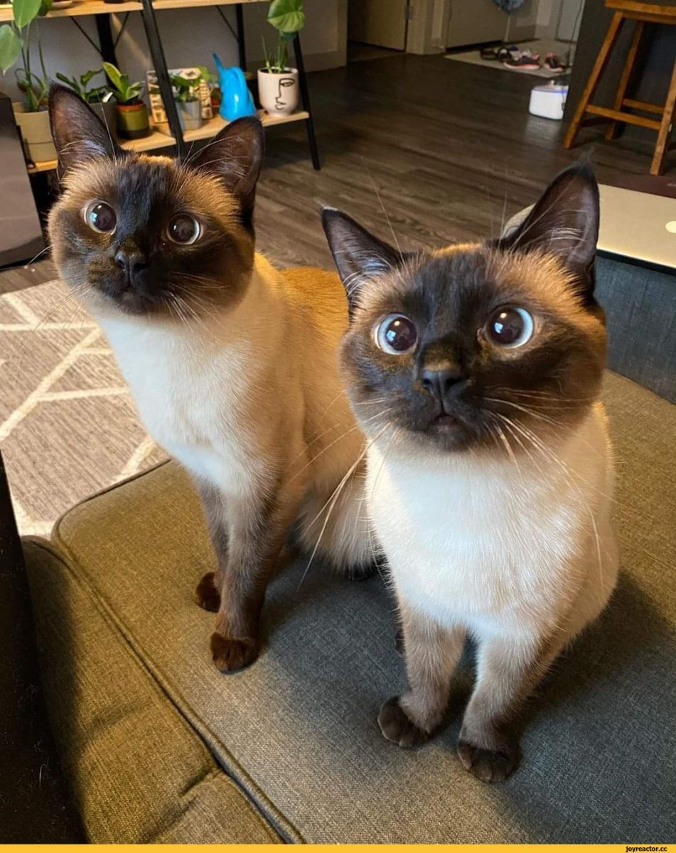 Тайская старосиамская кошка