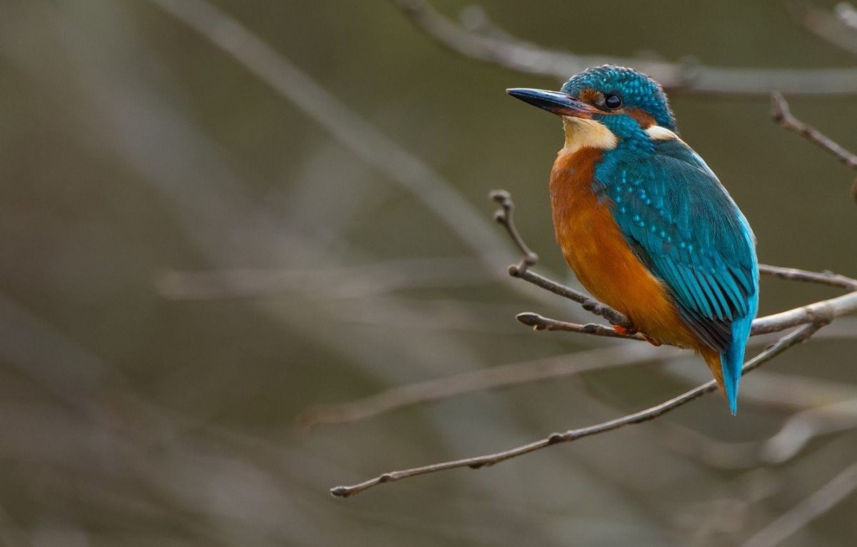 Бирюзовый Зимородок