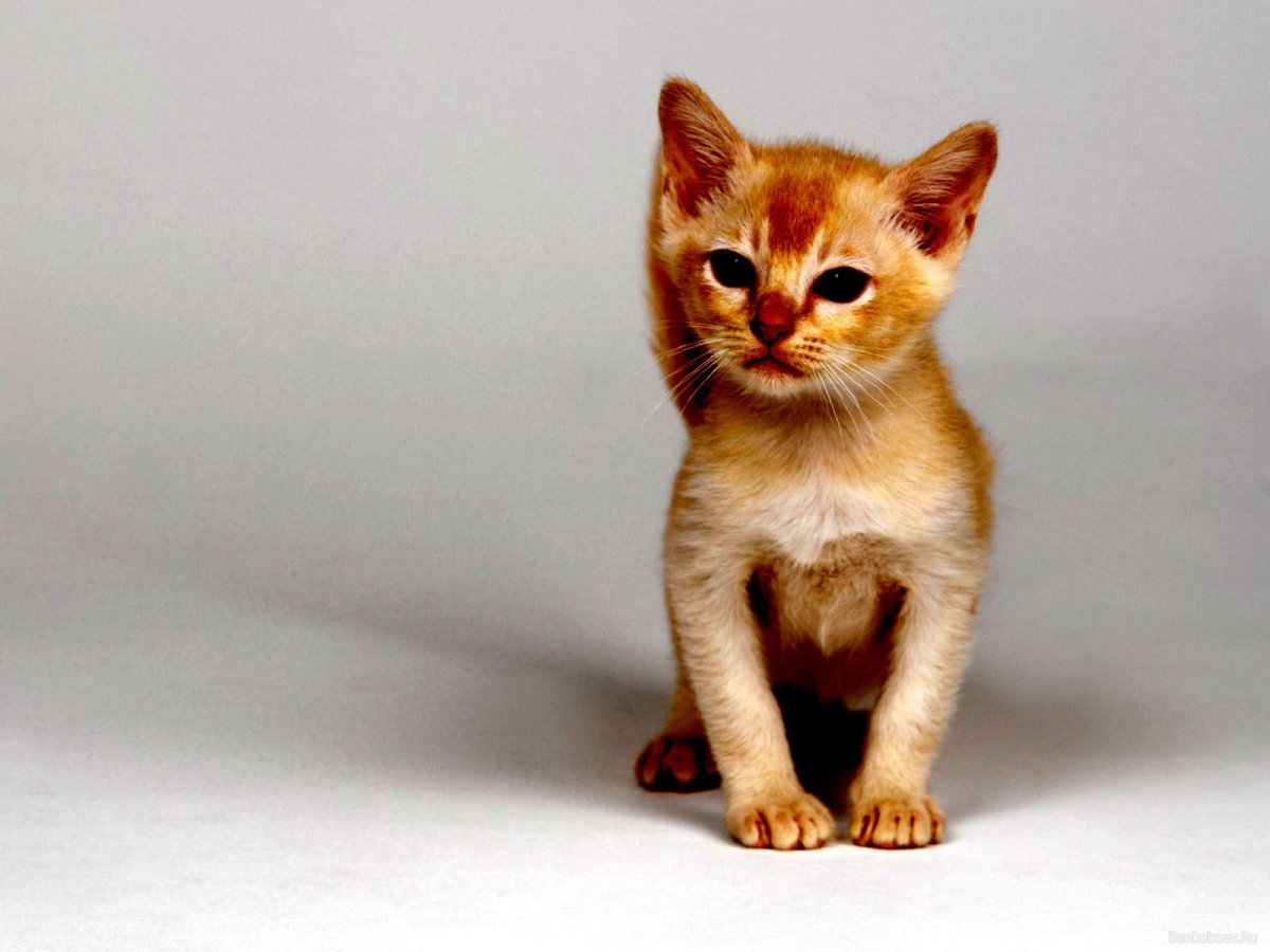 Тайский кот рыжий котёнок