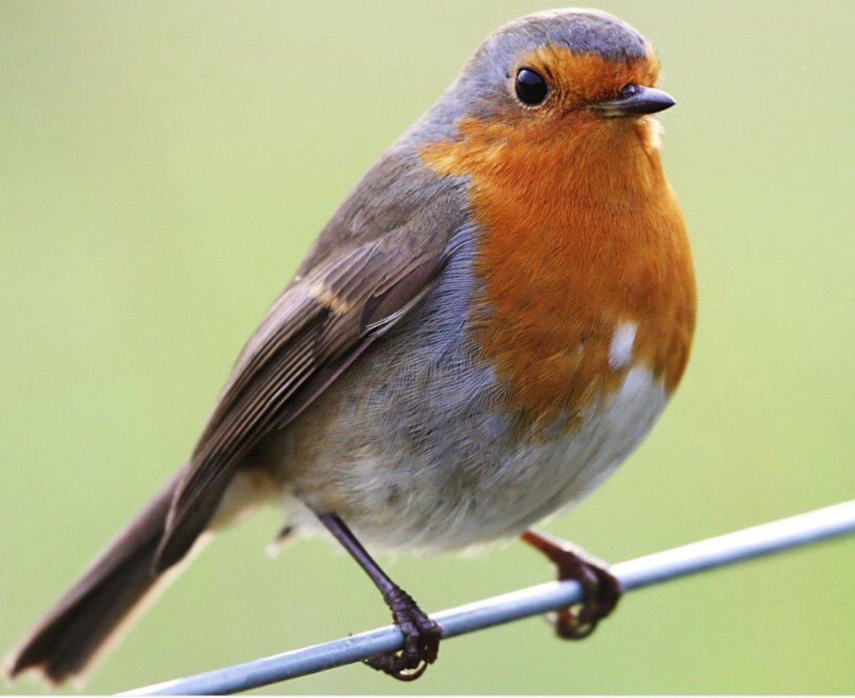 Зарянка горихвостка