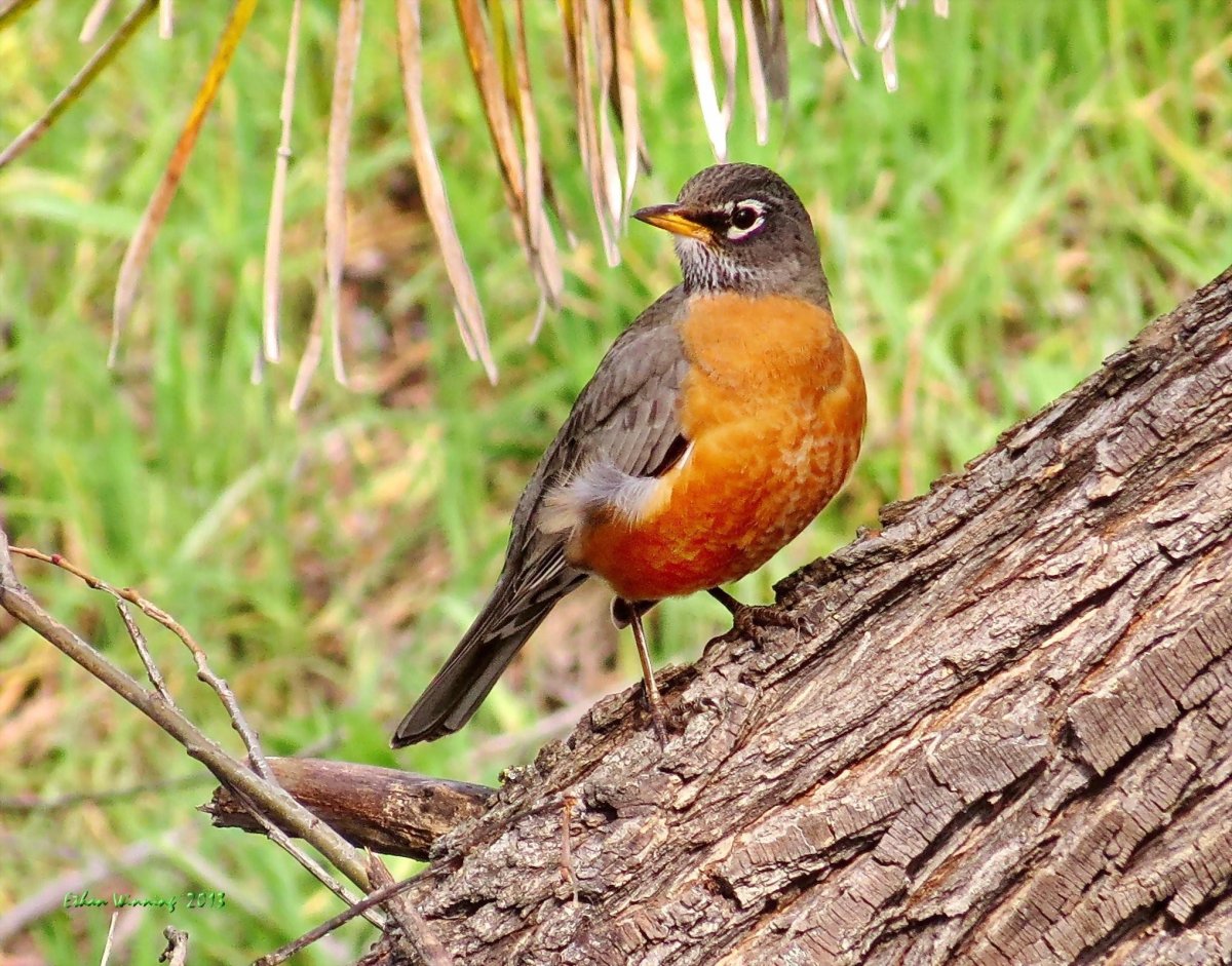 Странствующий Дрозд (turdus migratorius)