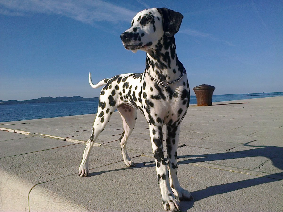 Порода собак Далматин