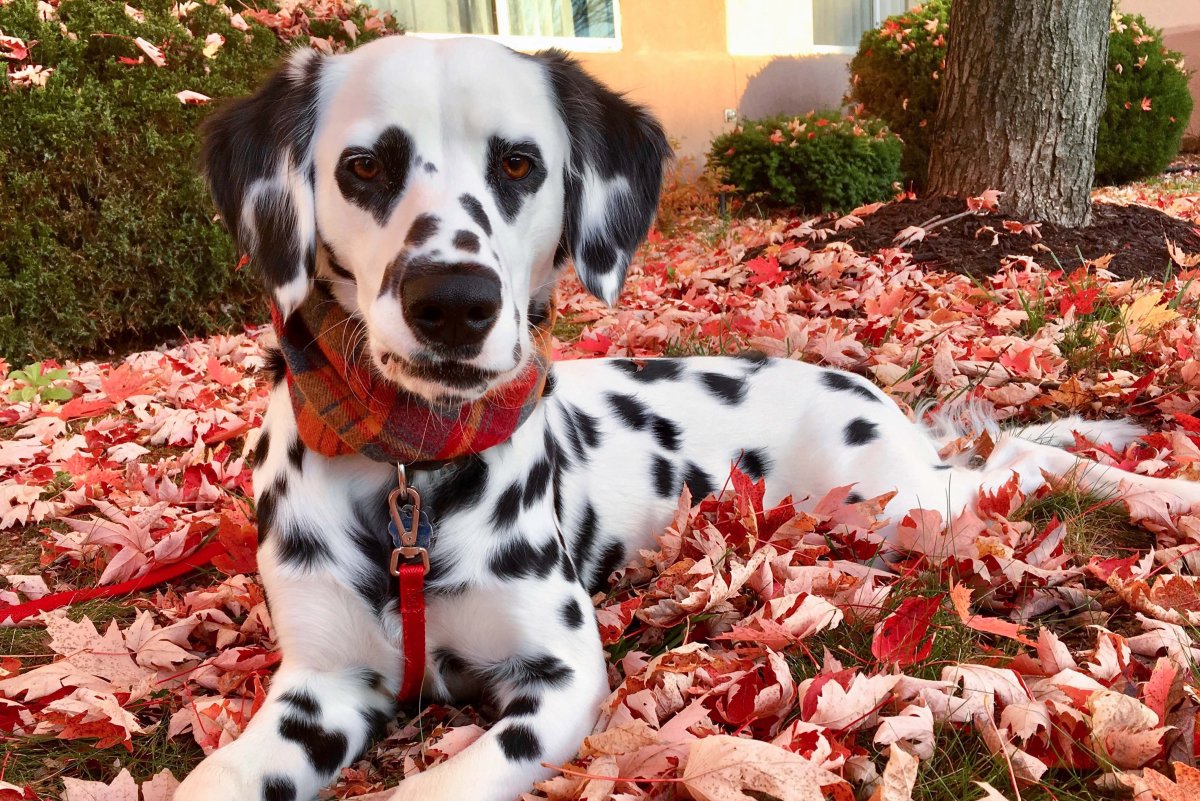 Собака далматинец