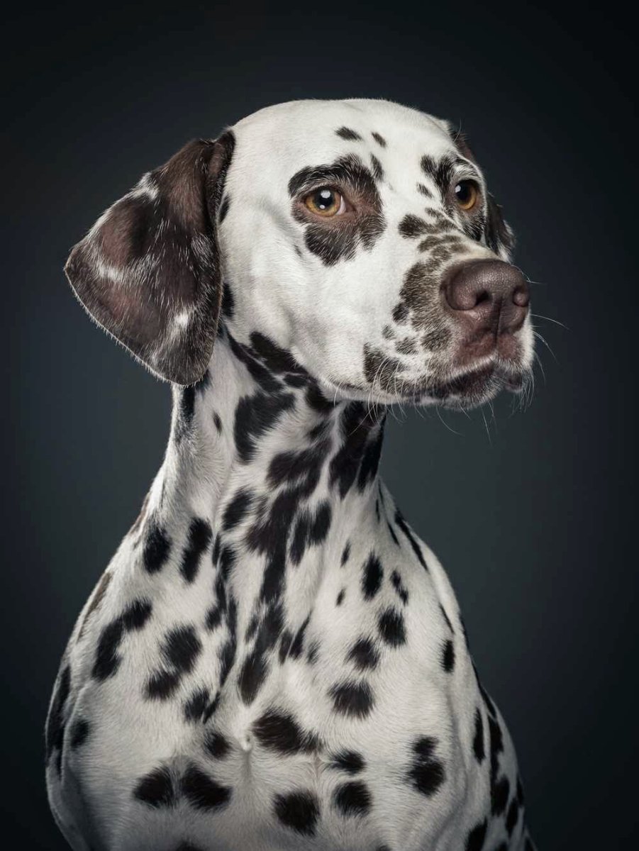 Собака далматинец