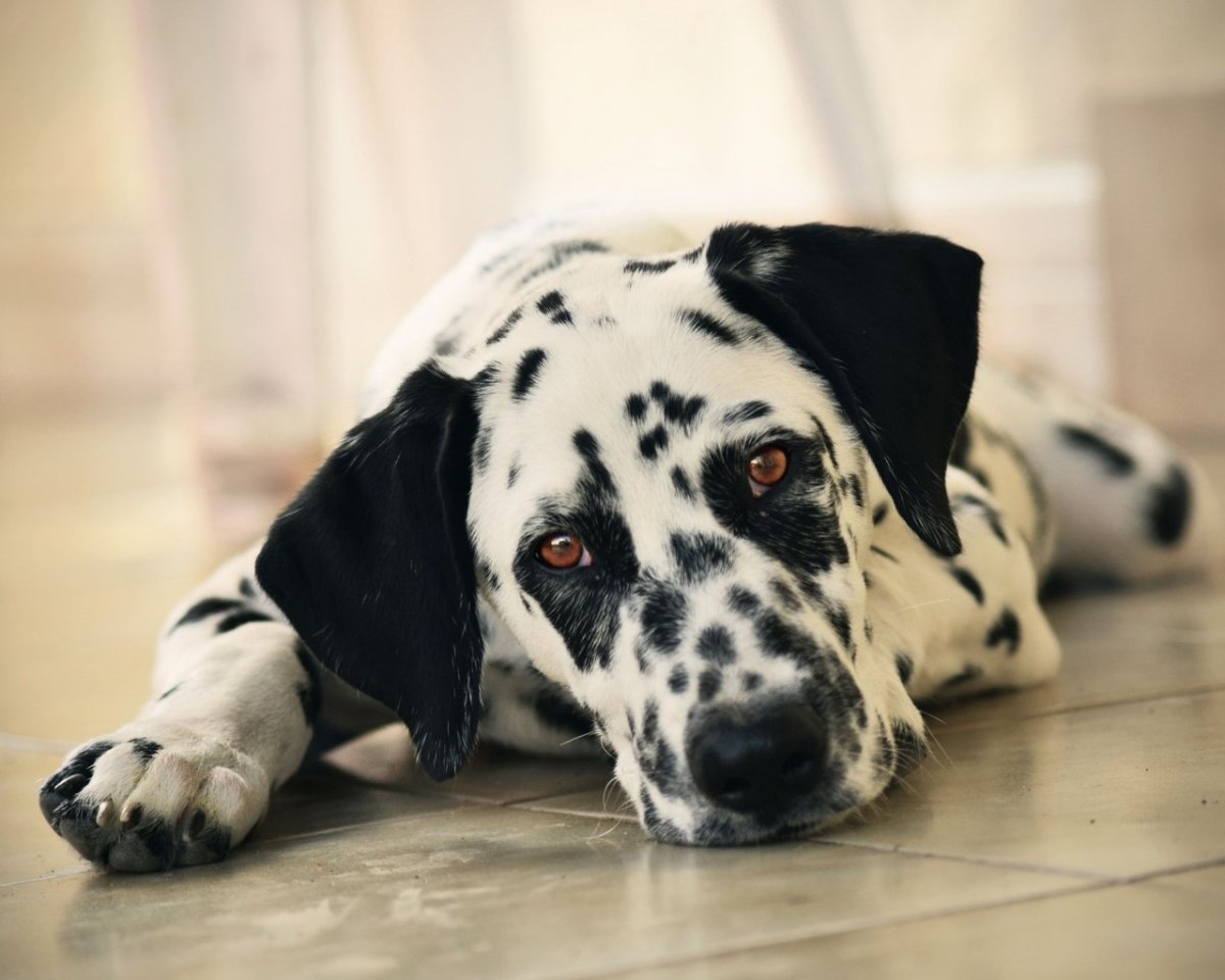 Пятнистая собака