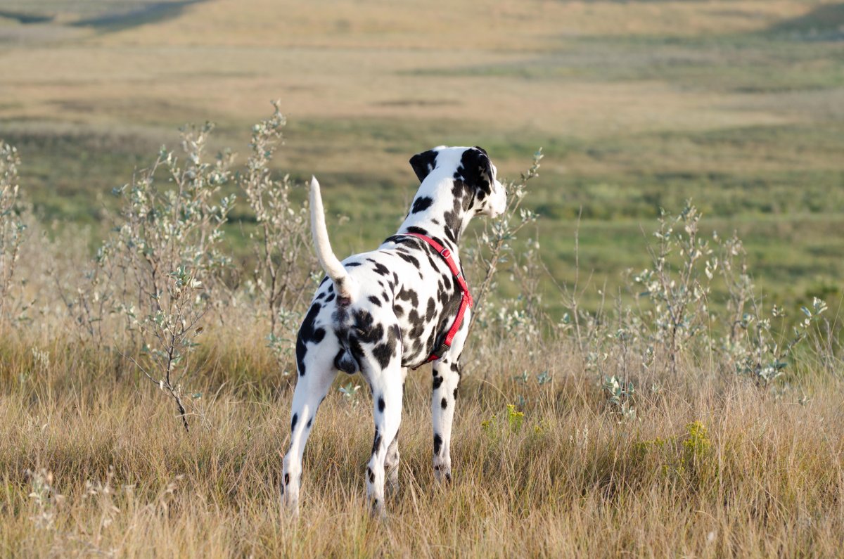 Далматин стойка