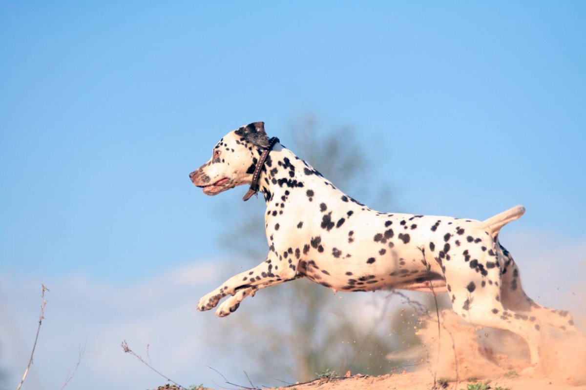 Порода собак Далматин