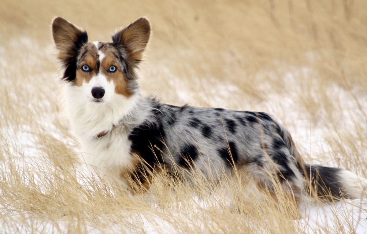 Вельш корги кардиган Блю Мерль