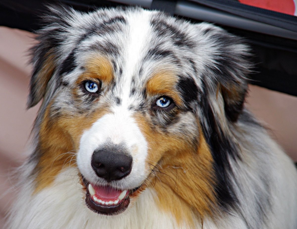 Собака австралийская овчарка аусси