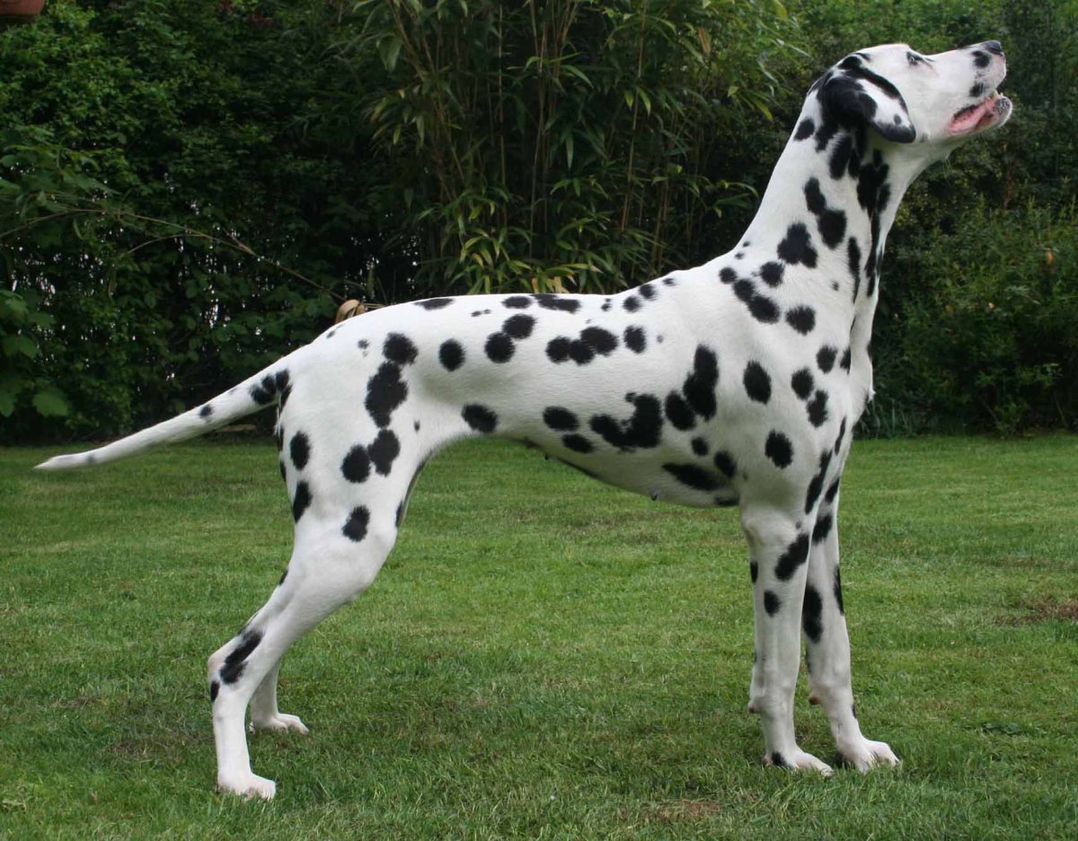 Гончие Далматинцы