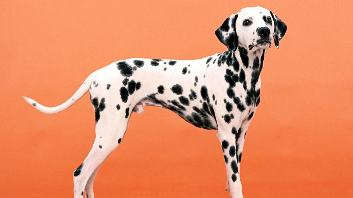 Собаки породы далматинец