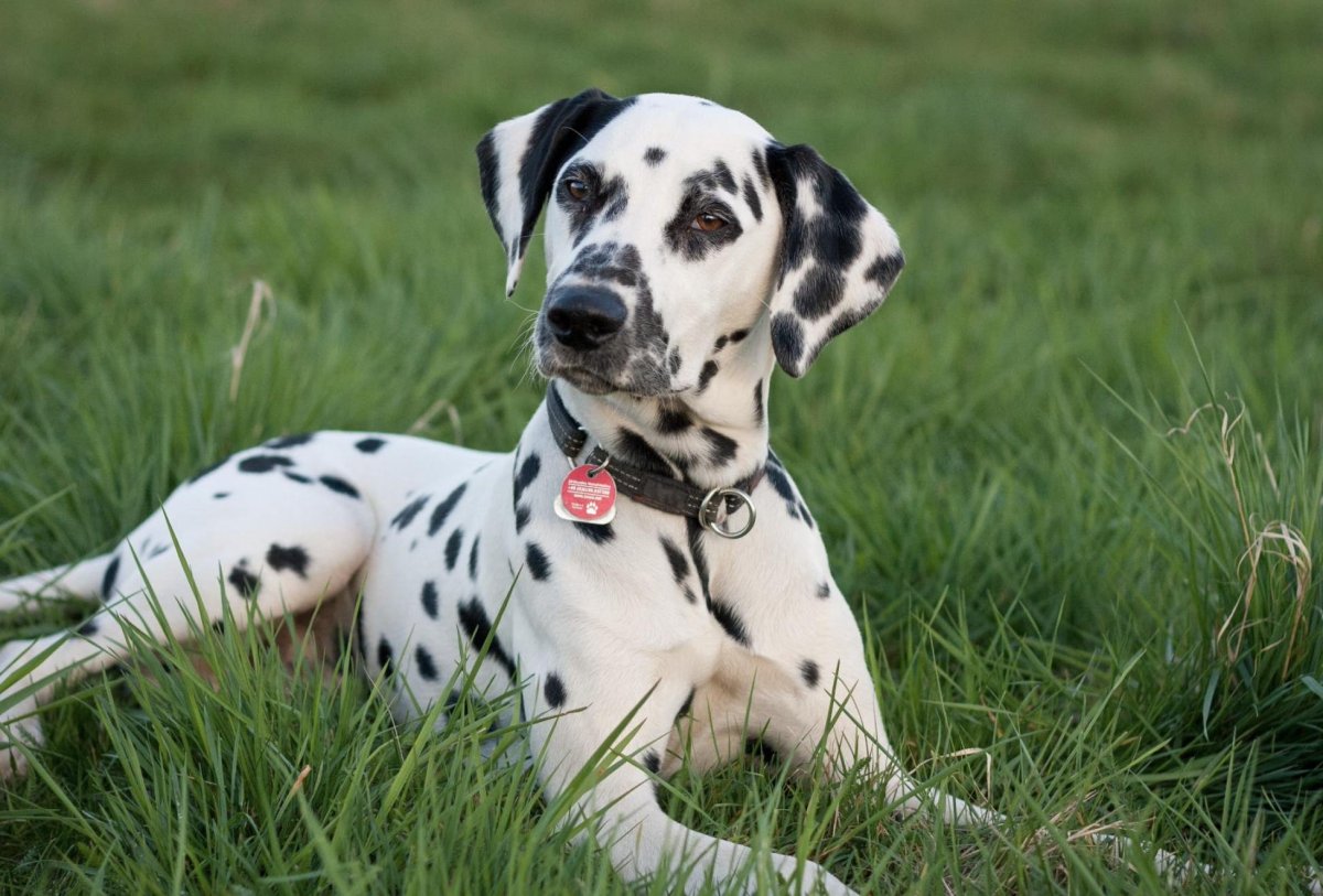 Далматин собака