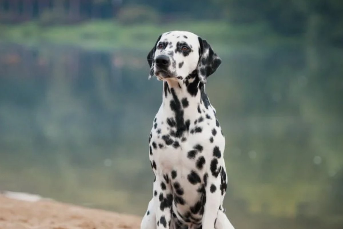 Порода собак Далматин