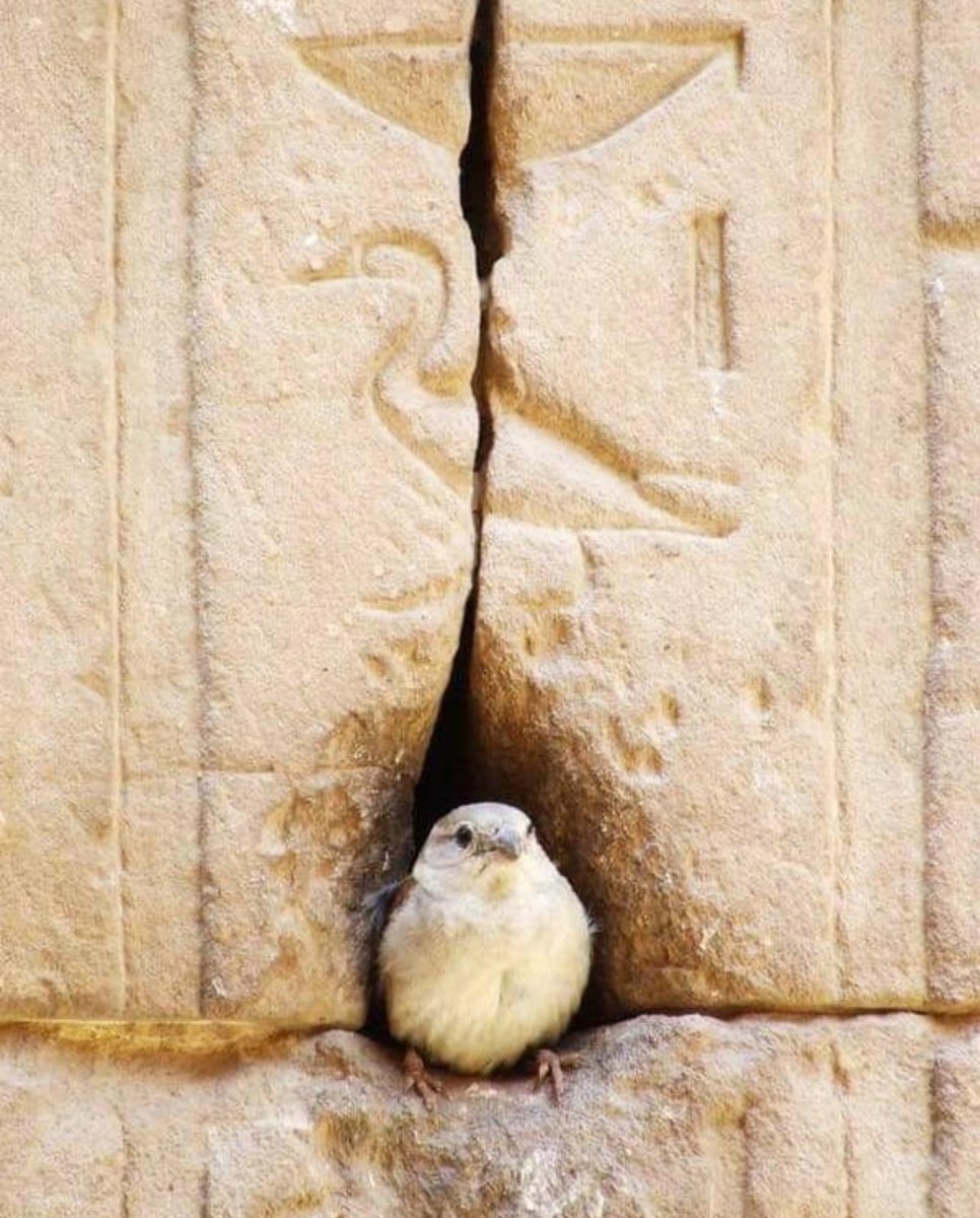 Птицы Египта