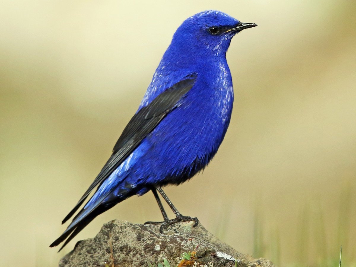 Птица цвета ультрамарин