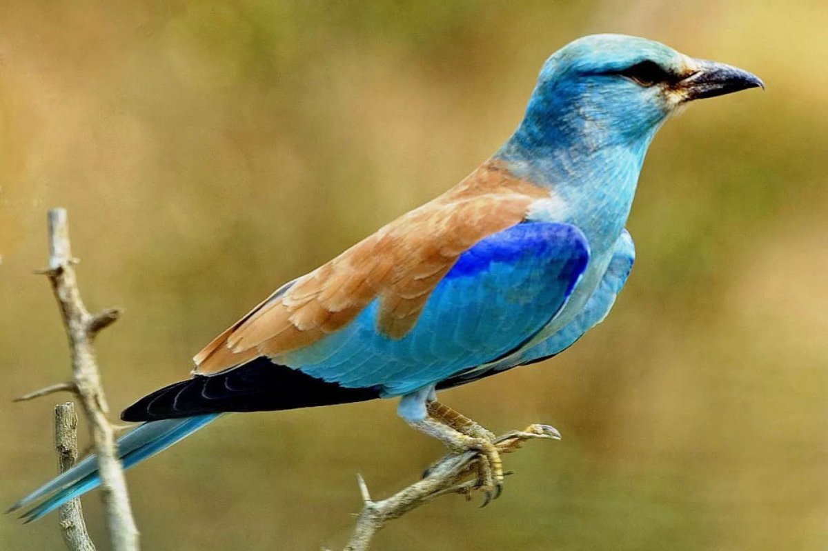 Птица Ракша сизоворонка