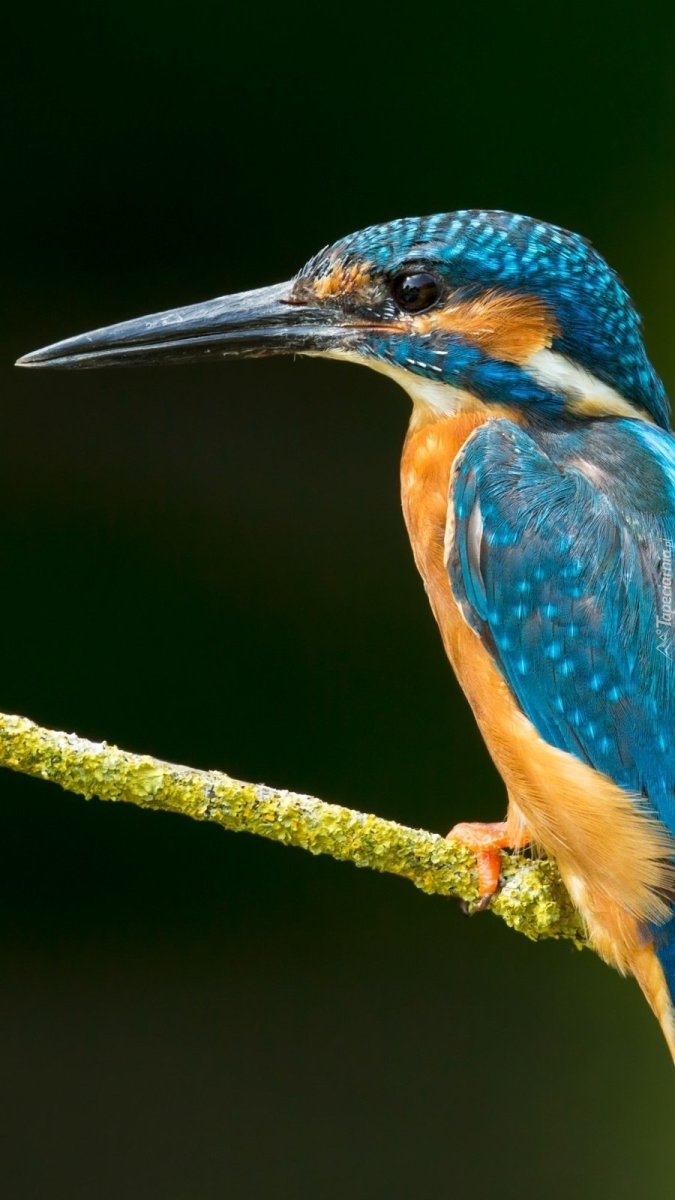 Голубой Зимородок