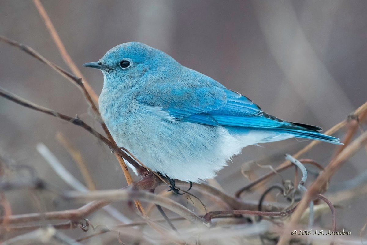 Сиалия Лазурная птица