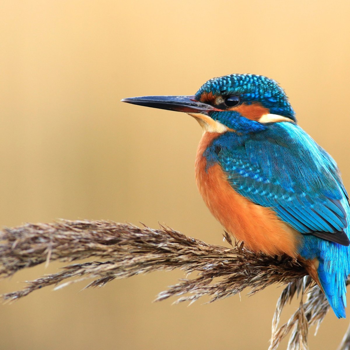 Голубой Зимородок