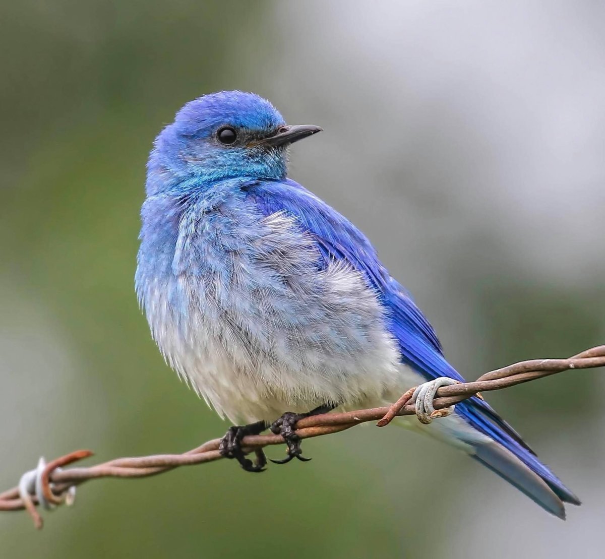 Голубой овсянковый Кардинал