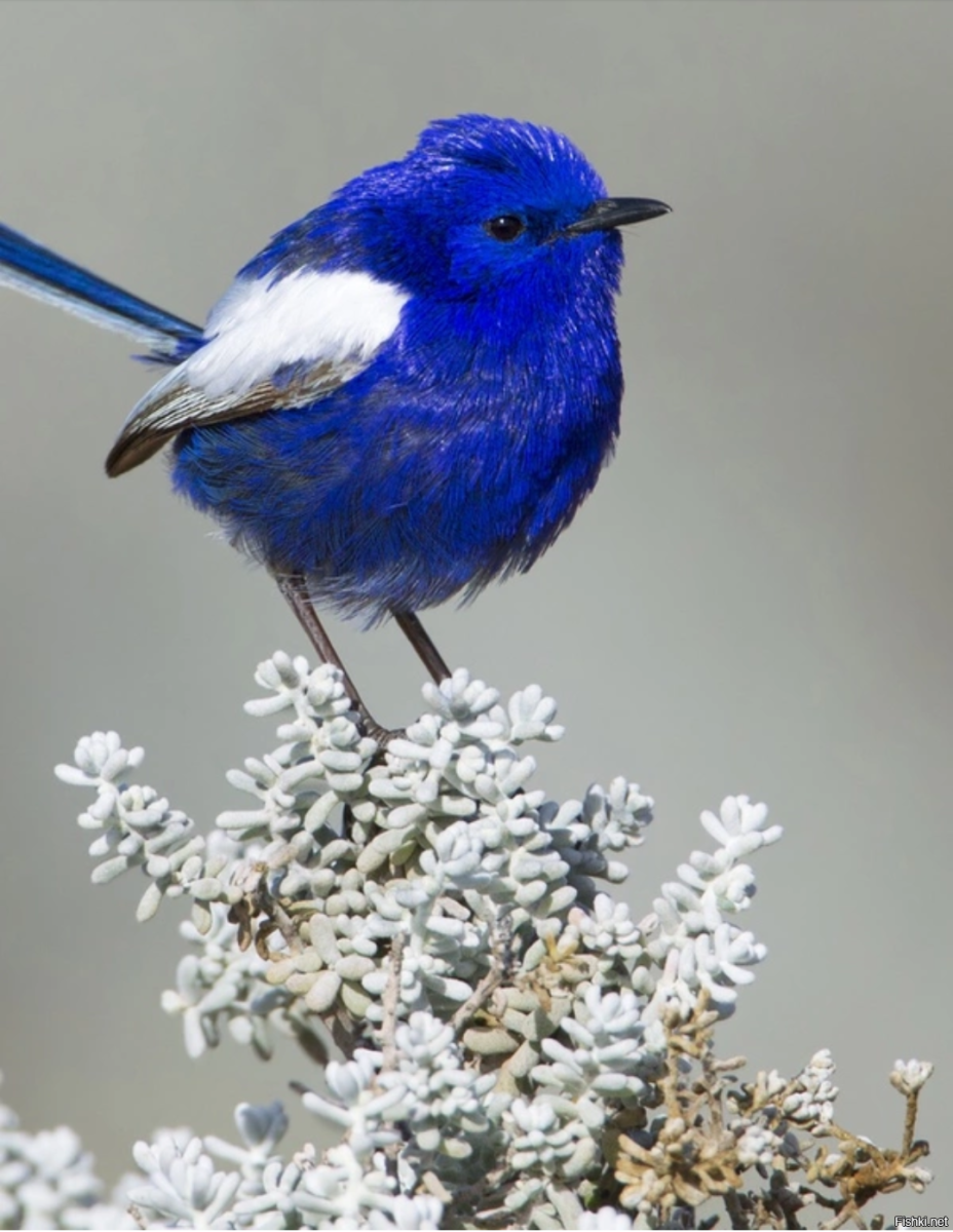 Австралийский расписной малюр