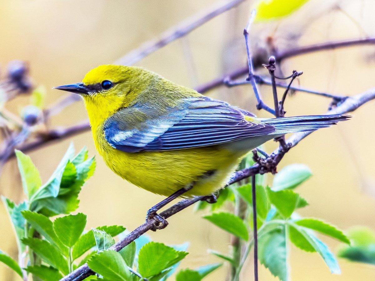 Blue Warbler