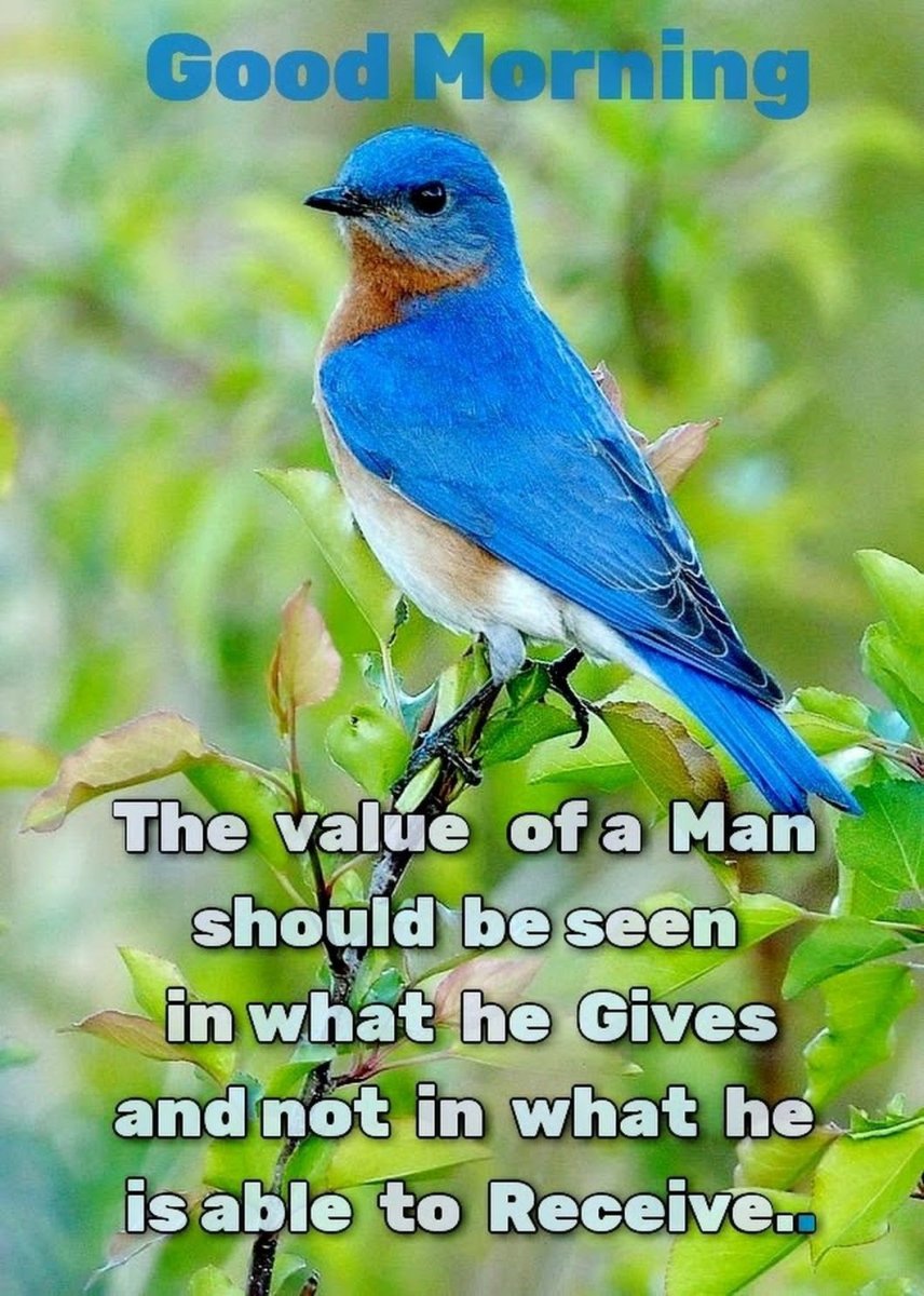 Сиалия Лазурная птица