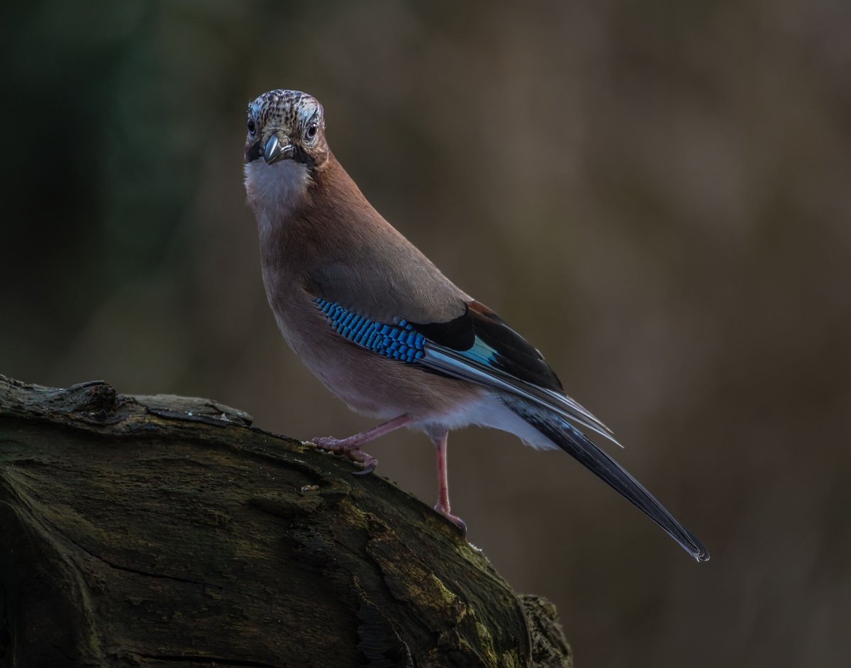 Сойка хохлатая