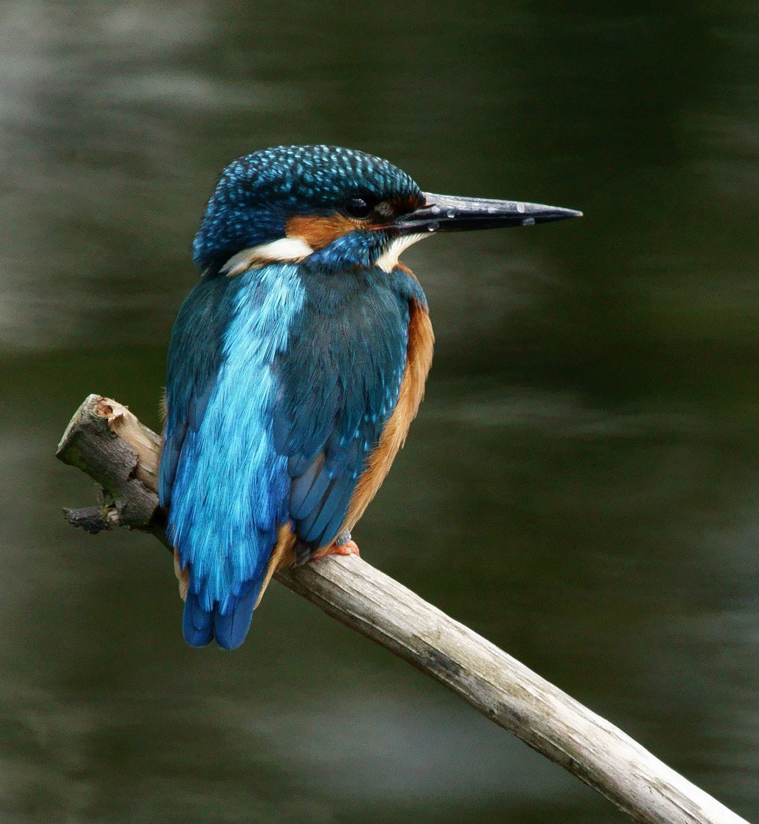 Бирюзовый Зимородок