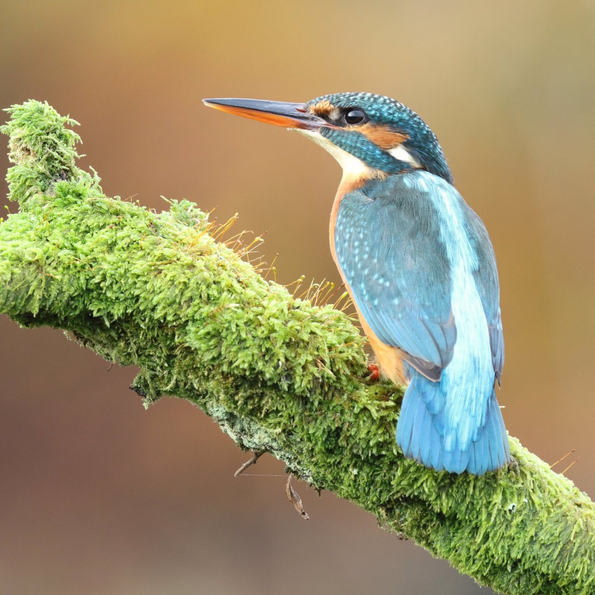 Бирюзовый Зимородок